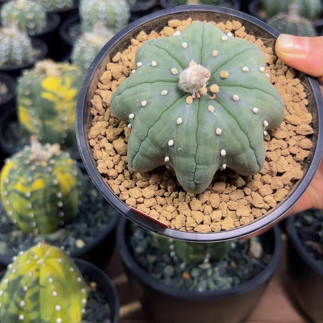 指纹兜Qqwwwwwwwwwwwwww