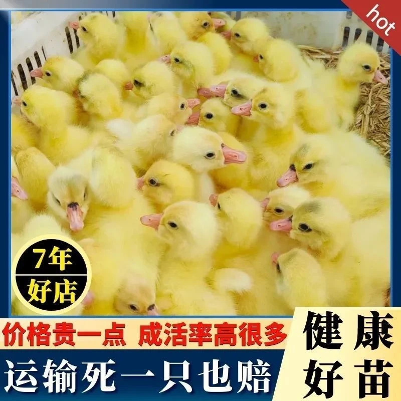 宠物小娥正宗大白娥产蛋王小娥仔大三花四季产蛋娥