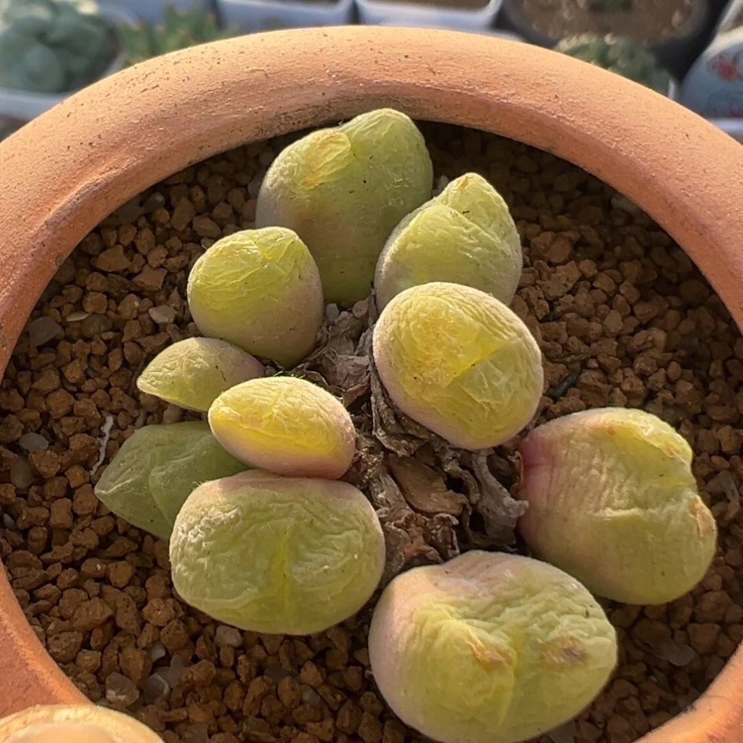 289多肉植物百科植物