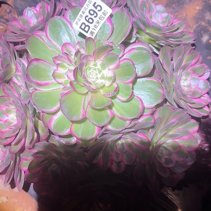 多肉 孔雀翎多肉法师植物