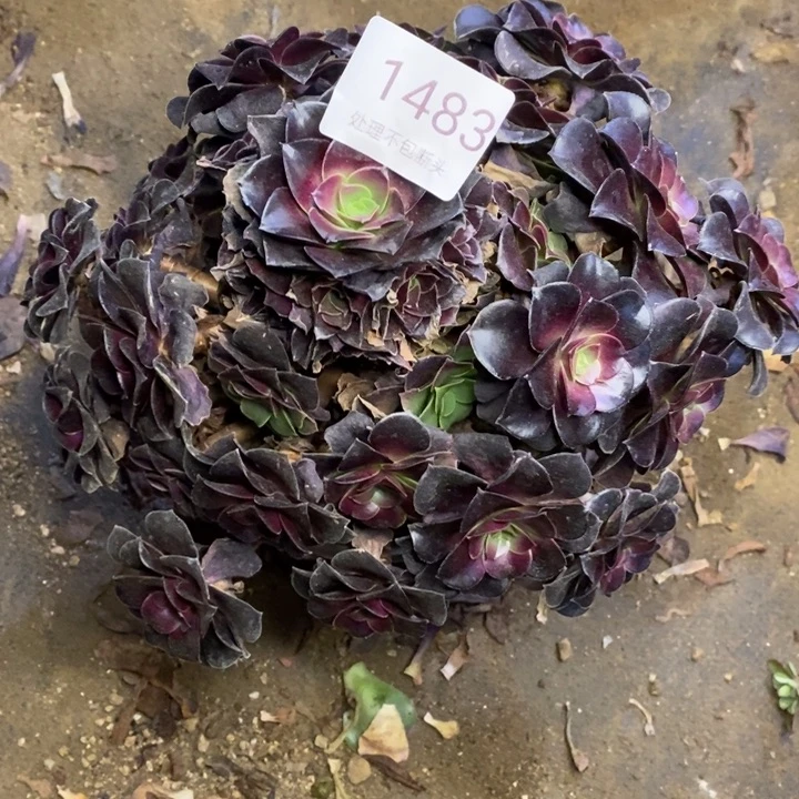 欧姿多肉断头不包1483