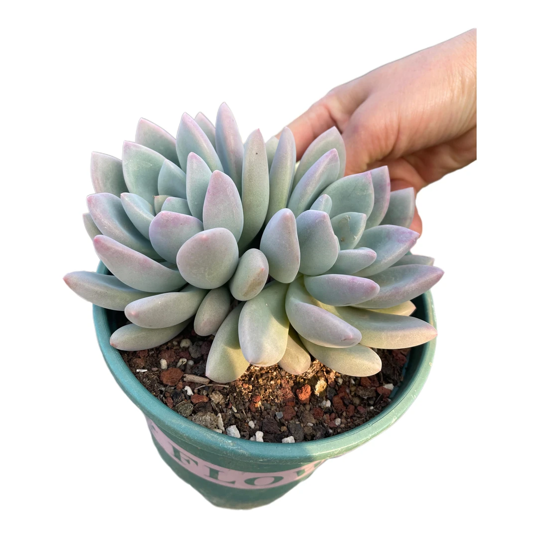 奥普多肉植物夏景多肉基地直销清棚价精品多肉满29包邮脱土发货