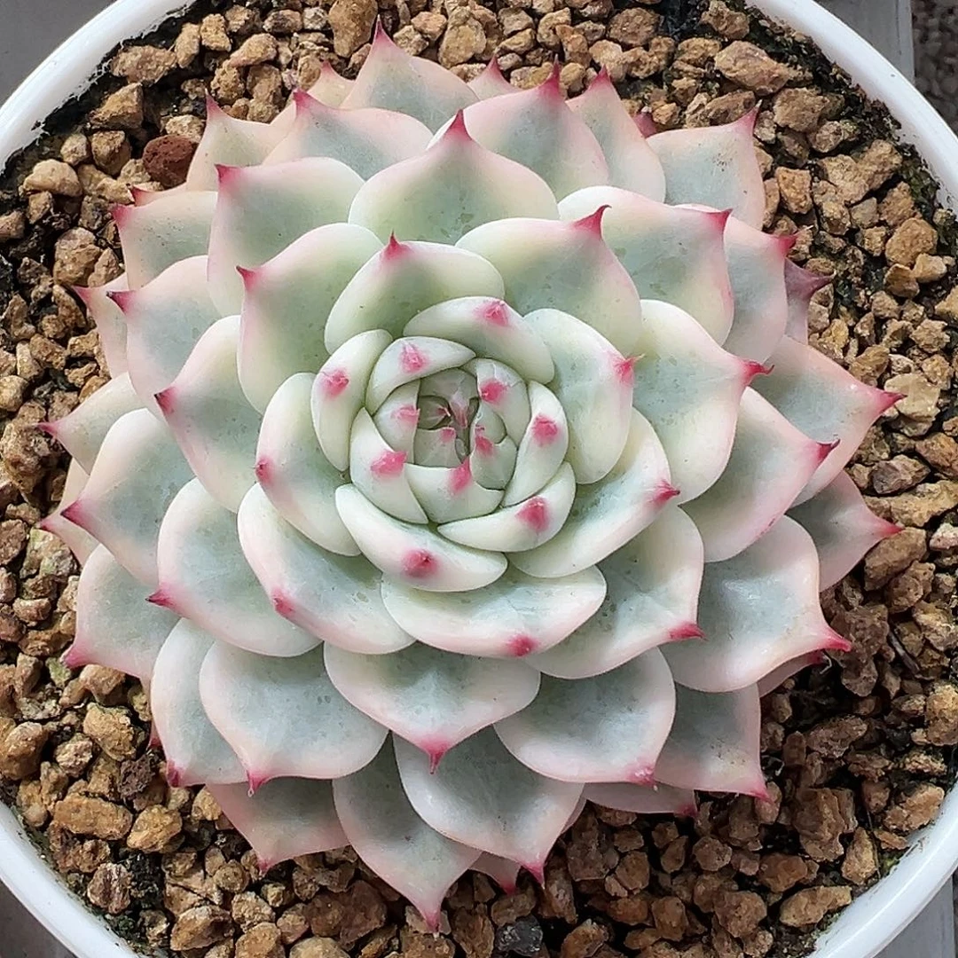 吉娃娃锦多肉植物