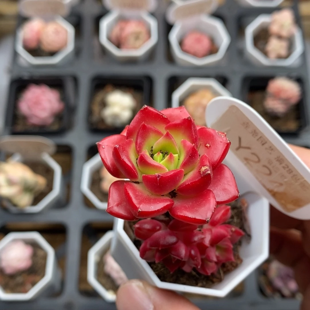 小****_0224 蒂亚群 3.5cm