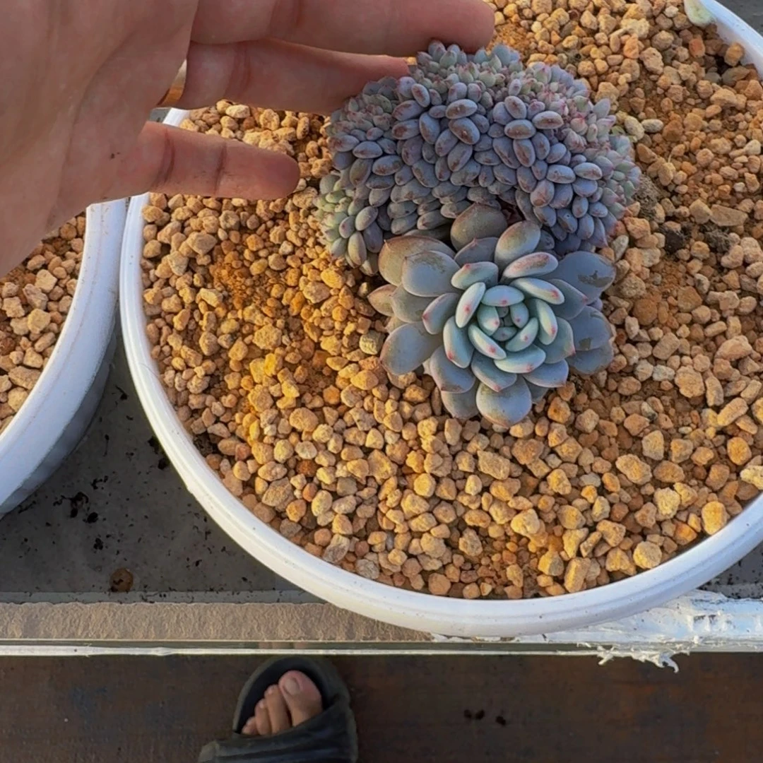 星星橙 缀化  一物一拍