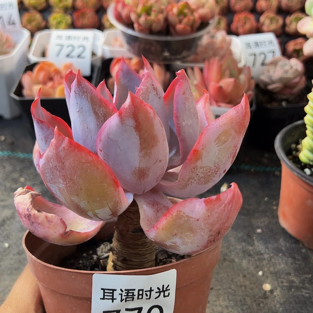 770晚霞，带盆带土发货