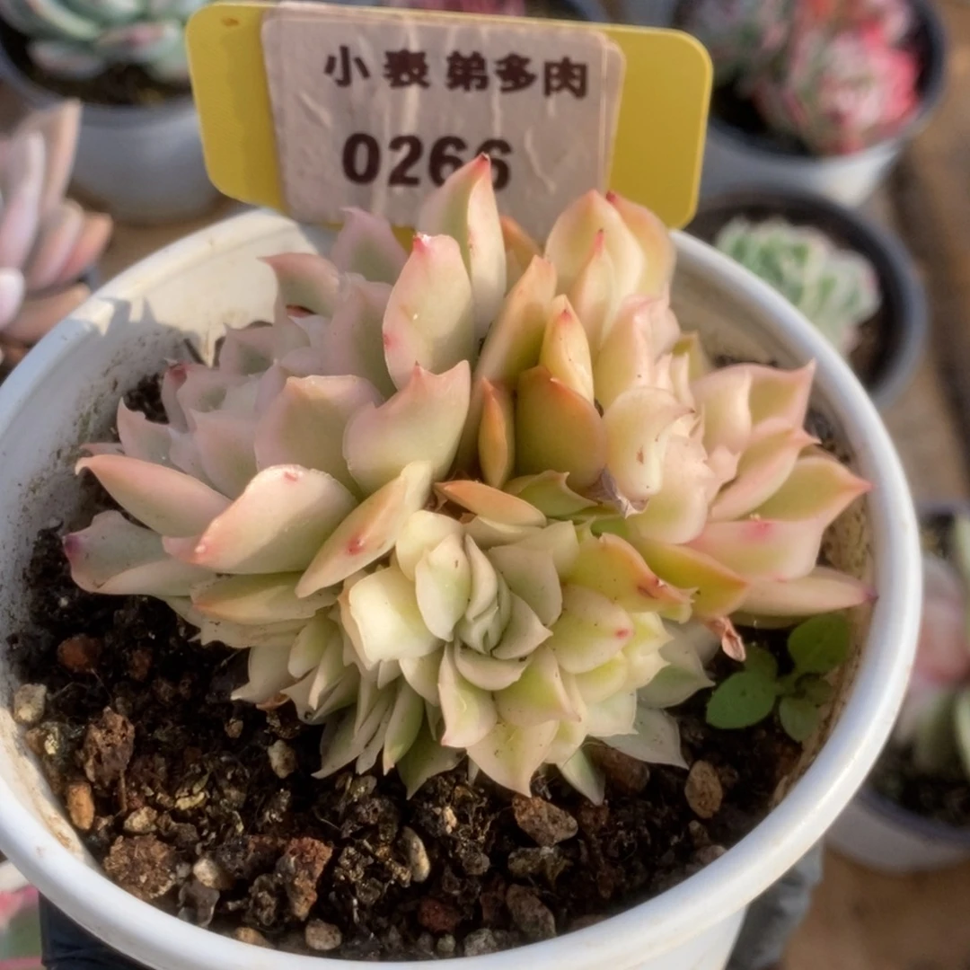 266紫蝴蝶锦锦锦锦锦锦