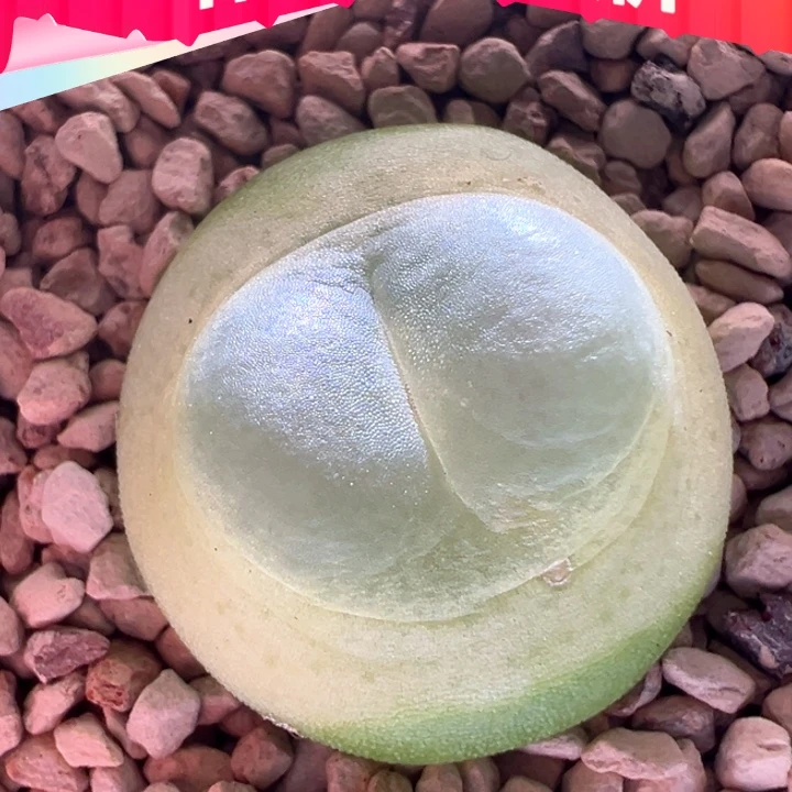 w596。优选sh1200拉登子贴地飞 飞蝶体