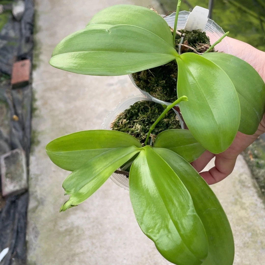 当前无花栽培后可以开花蓝路德交蓝盾