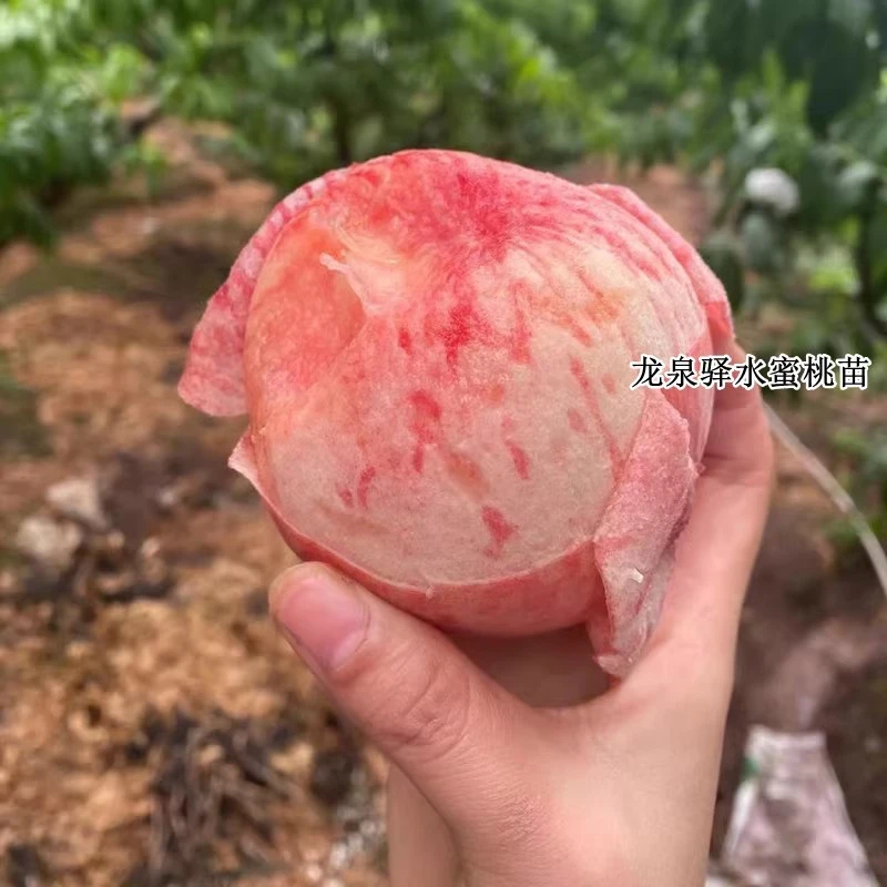 水蜜桃苗嫁接四川龙泉驿水蜜桃树苗南方北方庭院种植盆栽地栽果苗