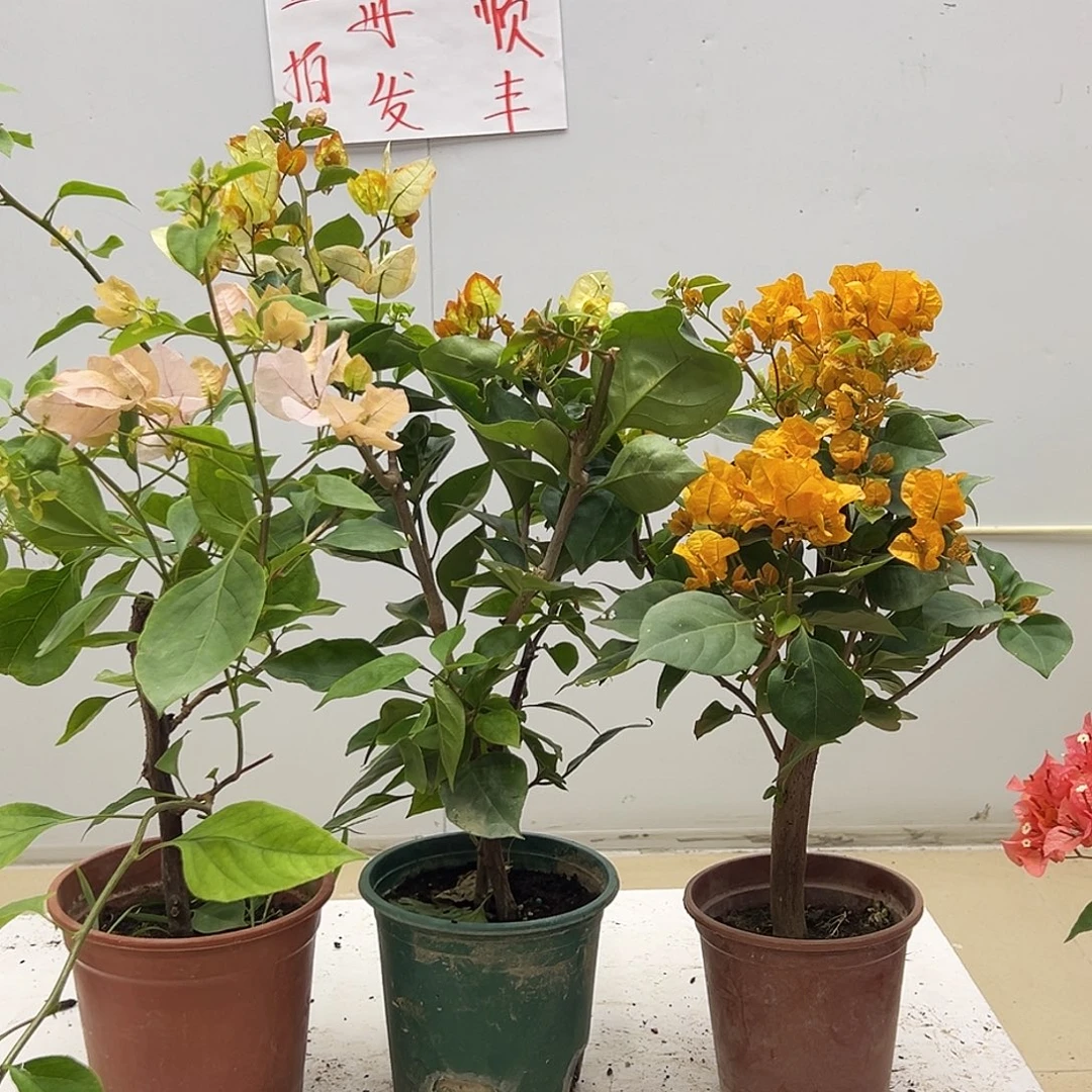大部分花苞少量开放阿达喜悦，凤凰，加州黄组合