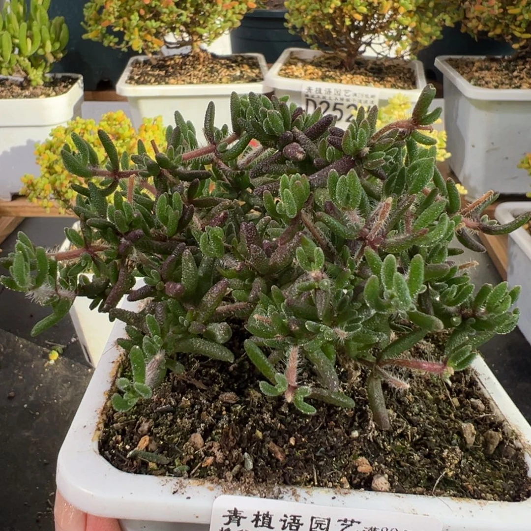 D2570狐尾一物一拍