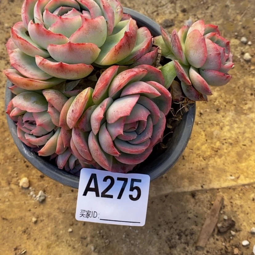 【闪购商品】黑****?多肉植物的