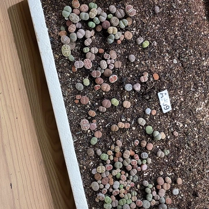 生909石花整筐脱土发货