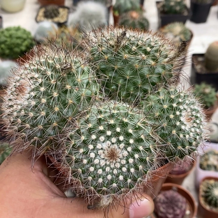 实生非秀玉群特价福利