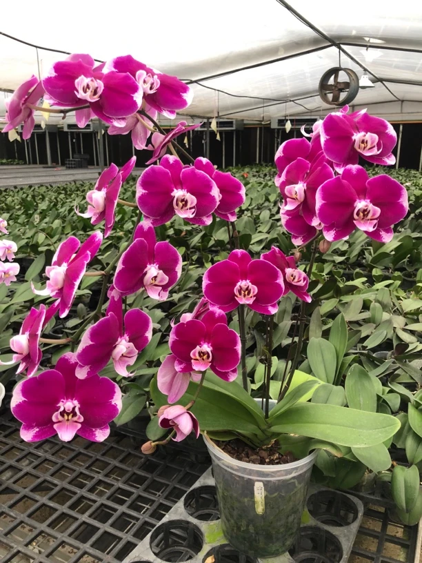 网红品种五星上将蝴蝶兰《仅是苗无花剑》（中大花型）室内盆栽花卉