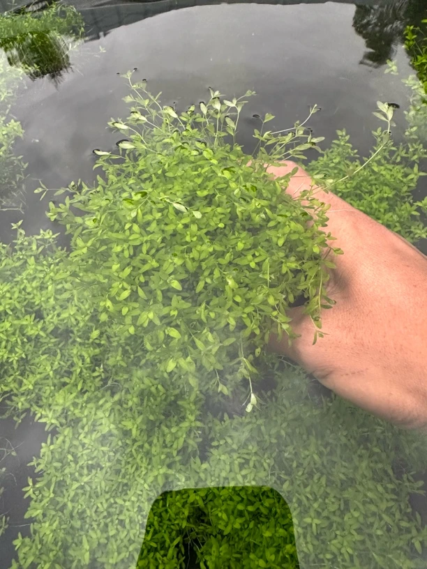 迷你高珍珠鱼缸造景水草植物阴性草生态缸前景草