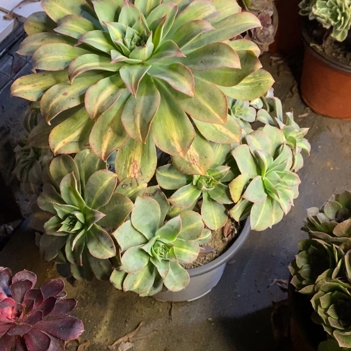 黄中斑多肉断头不包666