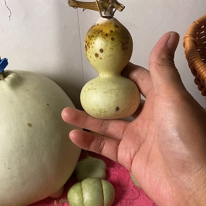 女***到青皮葫芦手把件葫芦