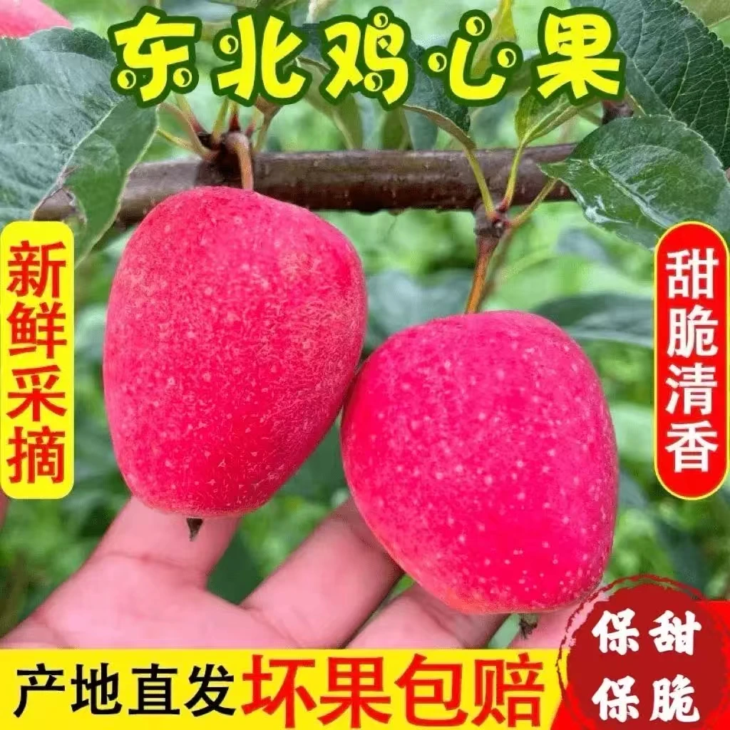 2025正宗东北鸡心果现采现摘新鲜发货孕妇水果清脆爽口酸甜多汁