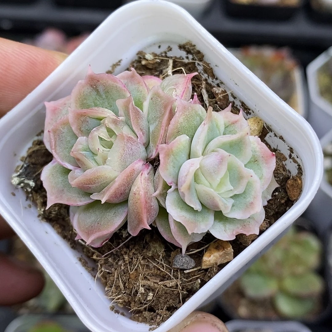 水晶虾饺30包邮非偏远