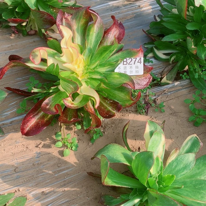 随***，多肉植物魅影七彩274