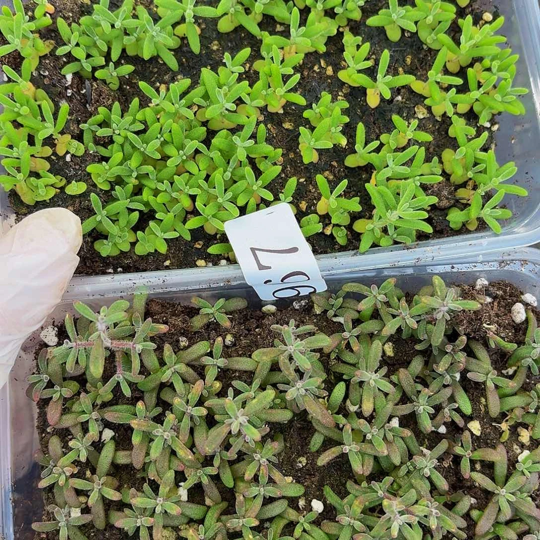✨****✨多肉植物多肉植物967