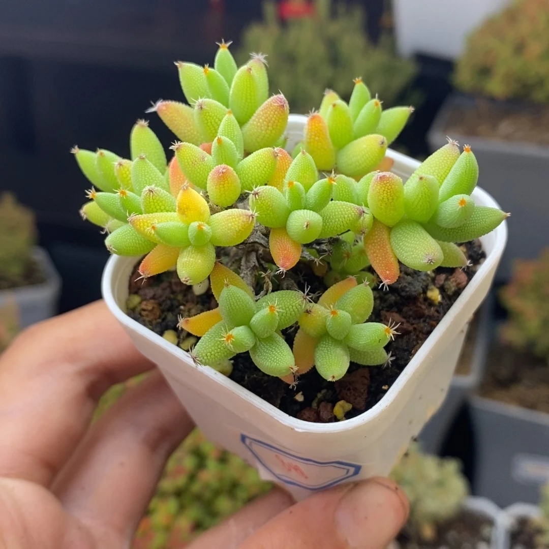 848号实生玉米枝干多肉