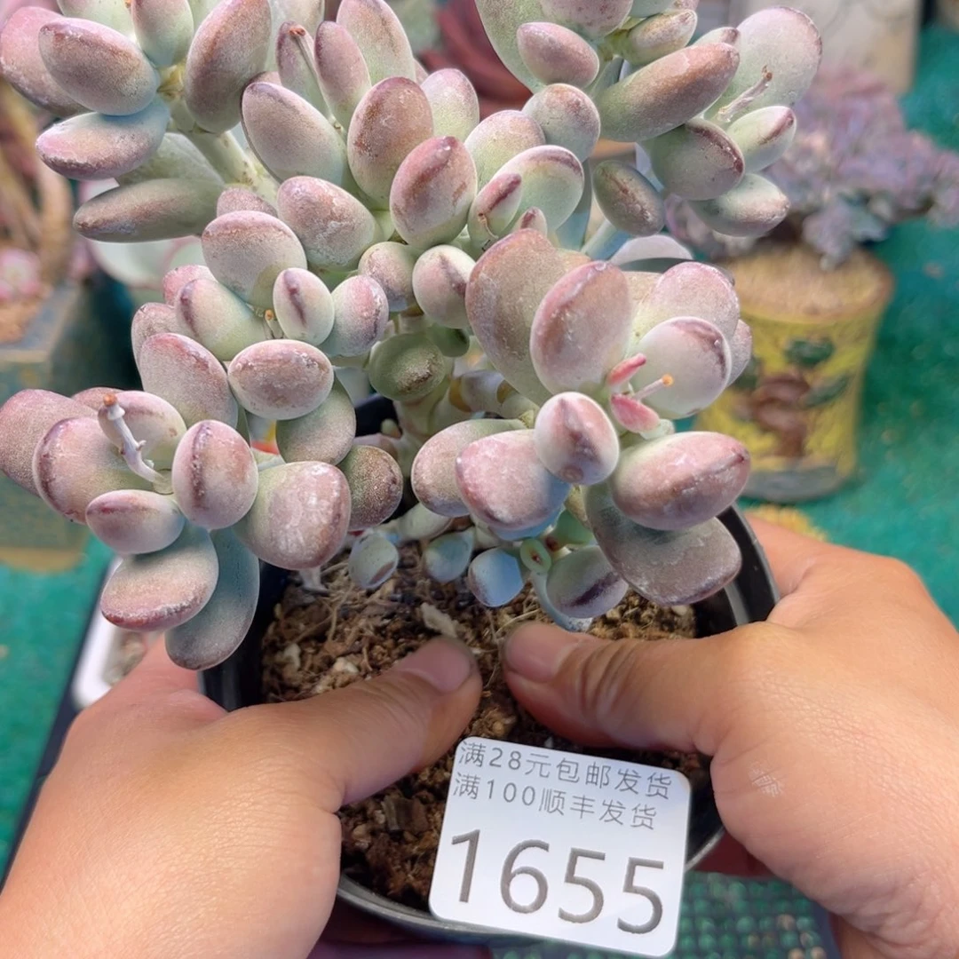 大1655，bzbxbvjnnn