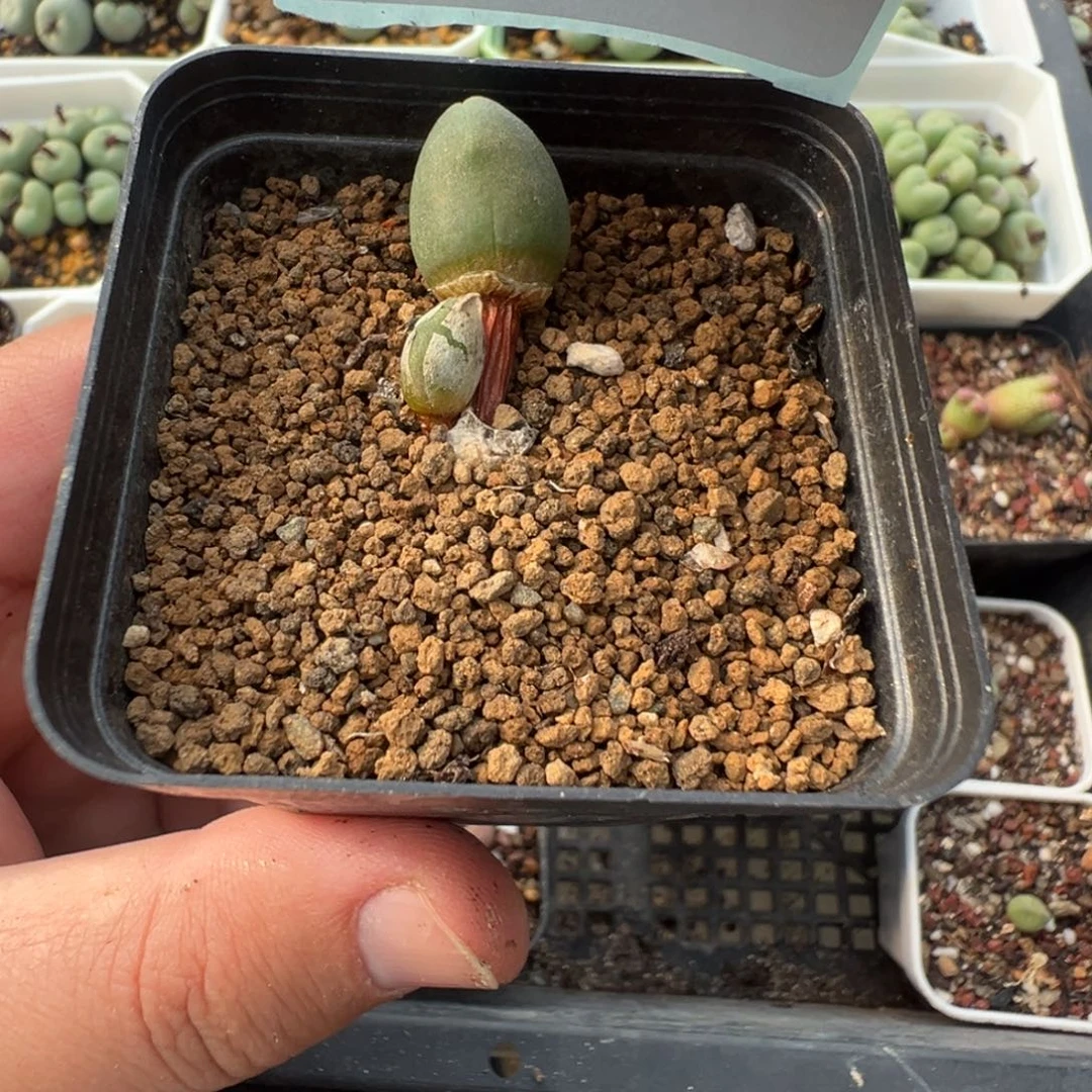 15-174肉锥多肉植物
