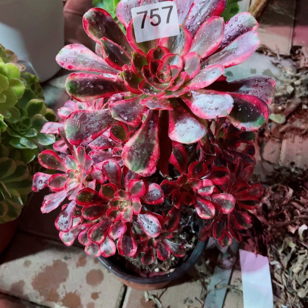 757丽娜法师多肉植物