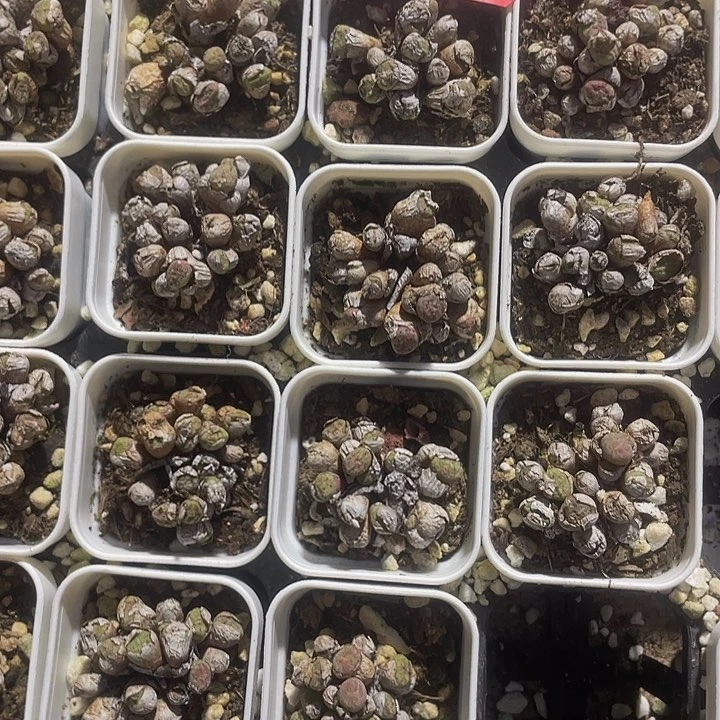 小小肉锥带盆土发