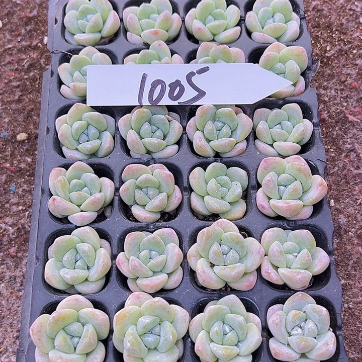 1005全单头优选奶油冰玉！