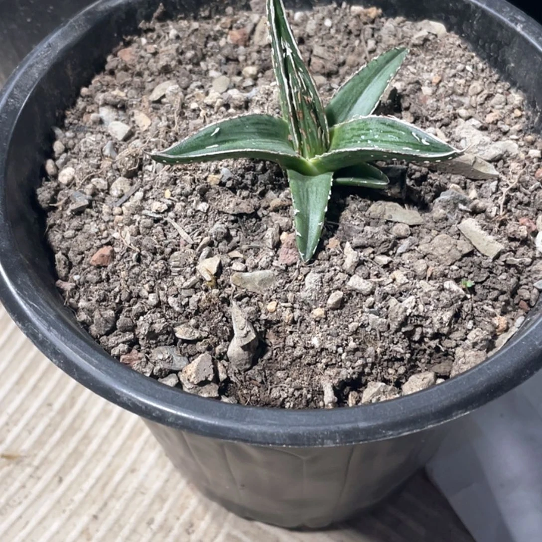 M***g无花朵龙舌兰绿色植物