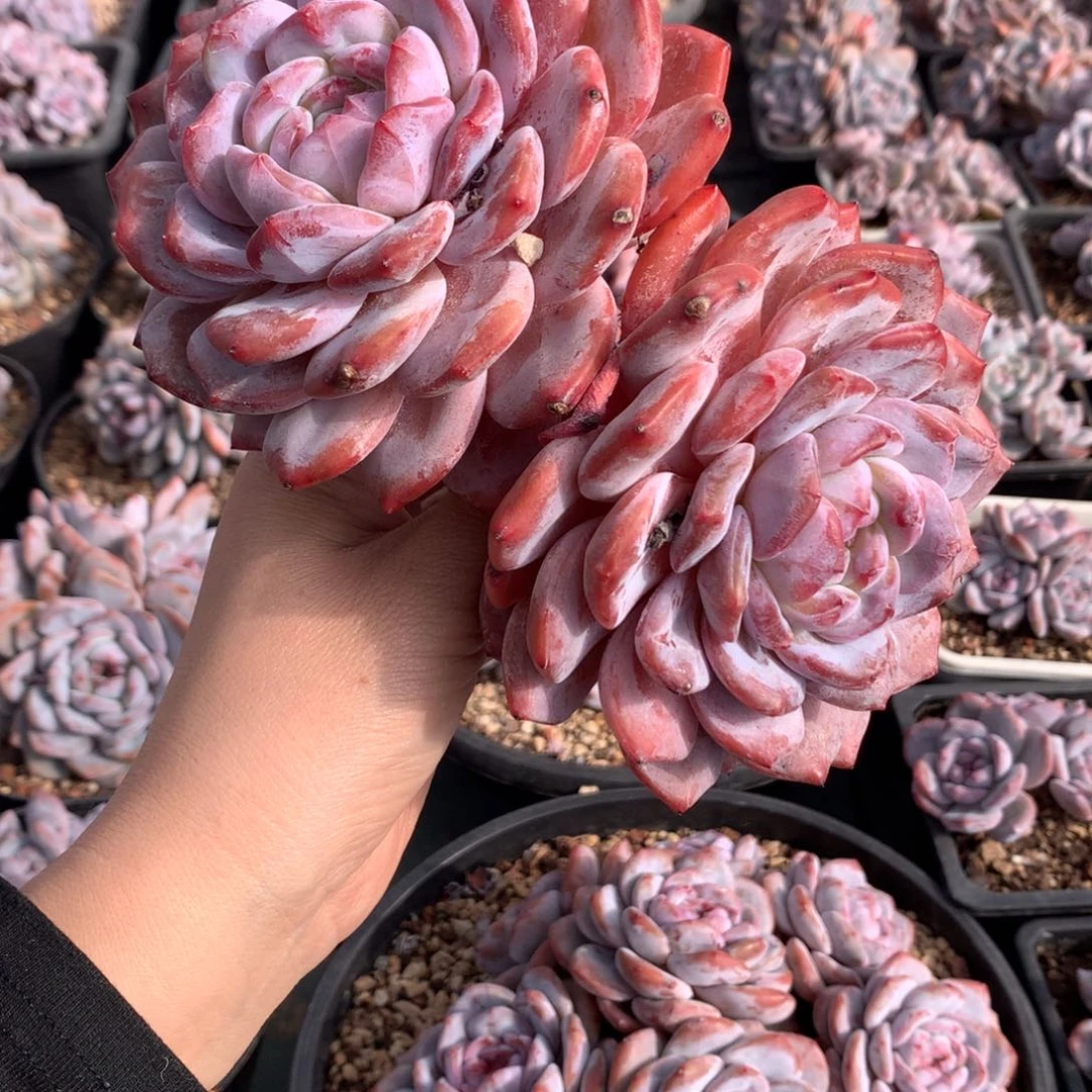 哈哈哈哈哈哈哈哈哈哈石榴籽