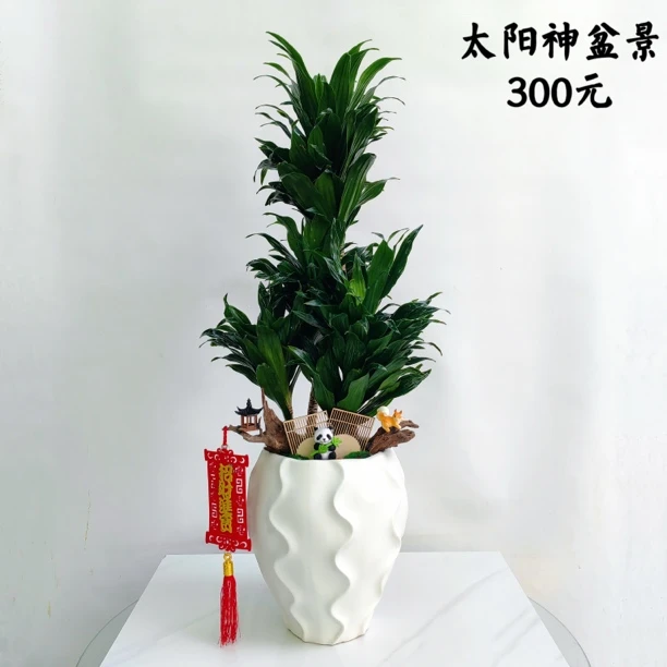 太阳神盆景桌面摆放1盆