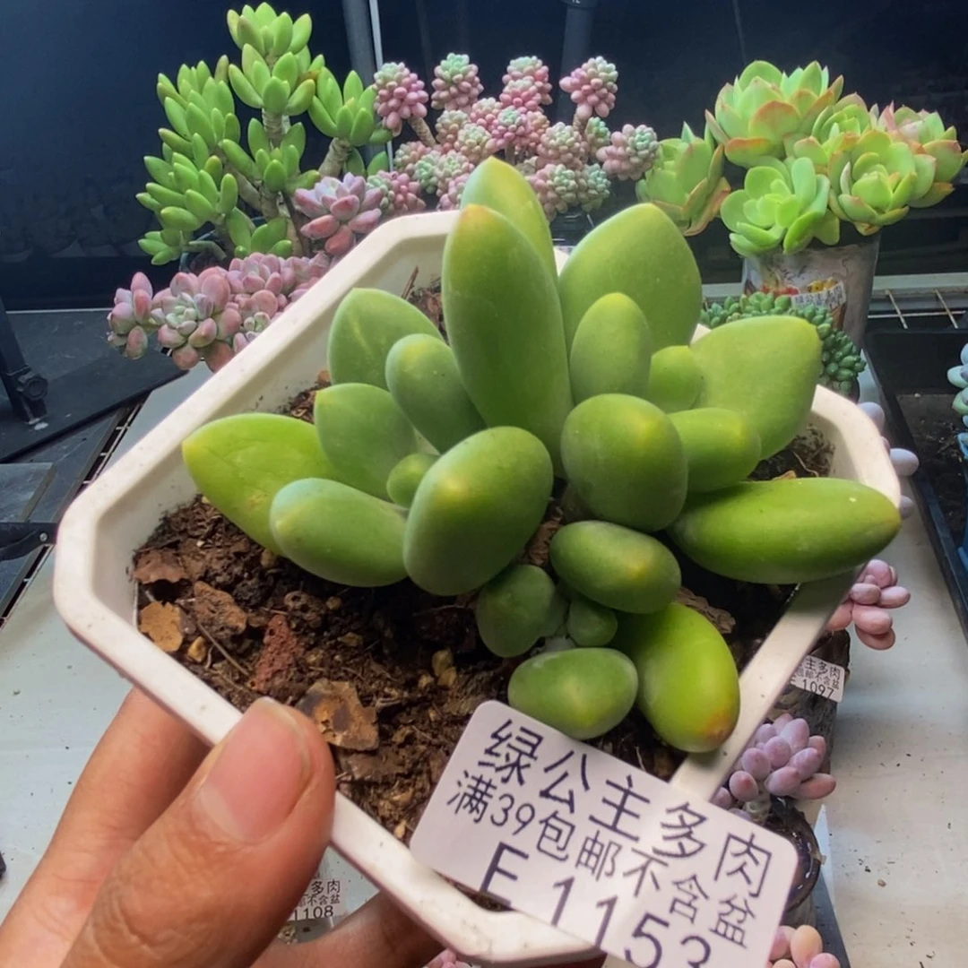 153芒果奶kk奶多肉7c m