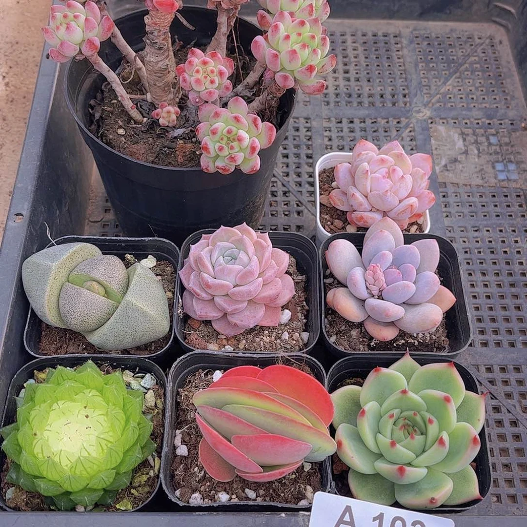 多肉103多肉植物