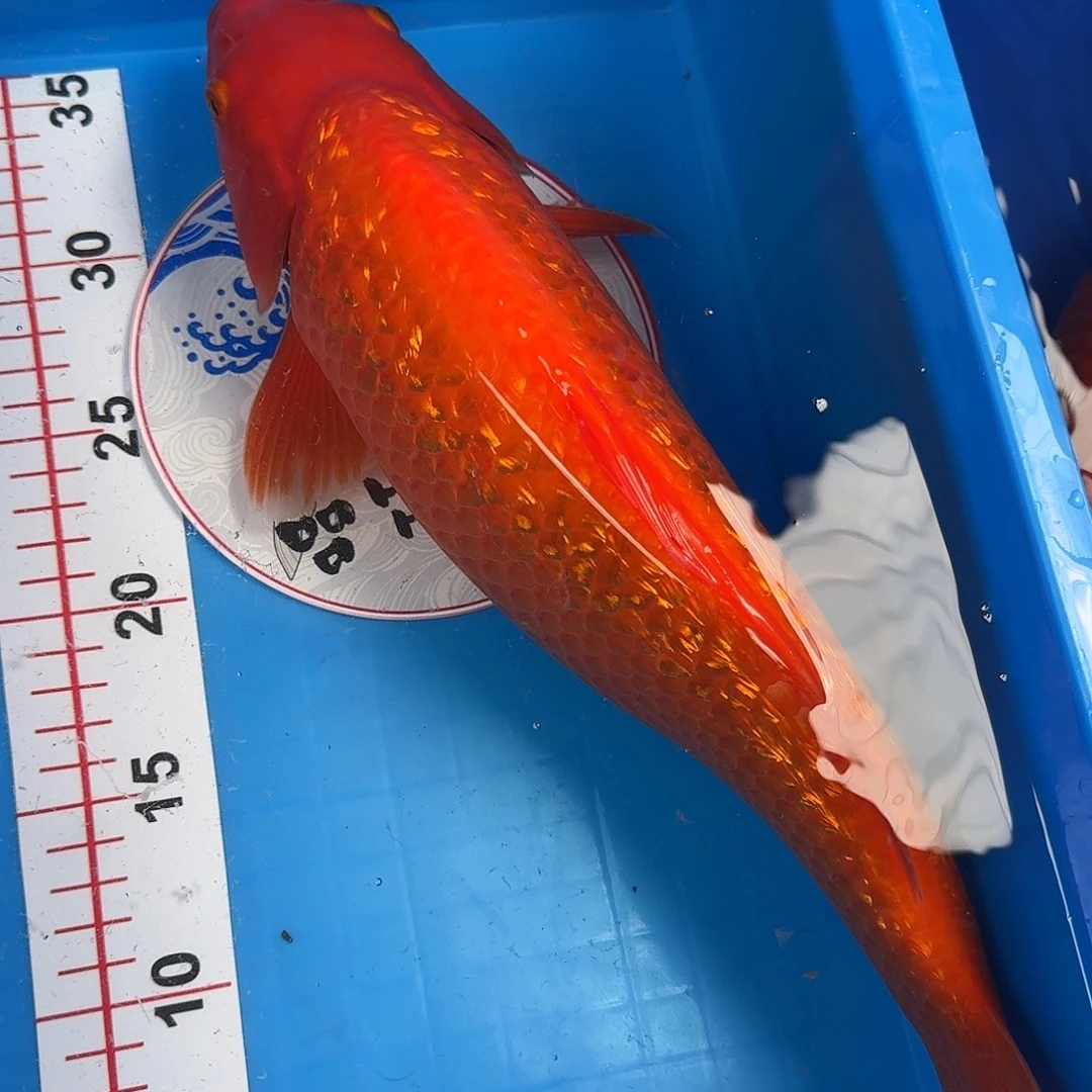锦鲤银鳞红芥子锦鲤