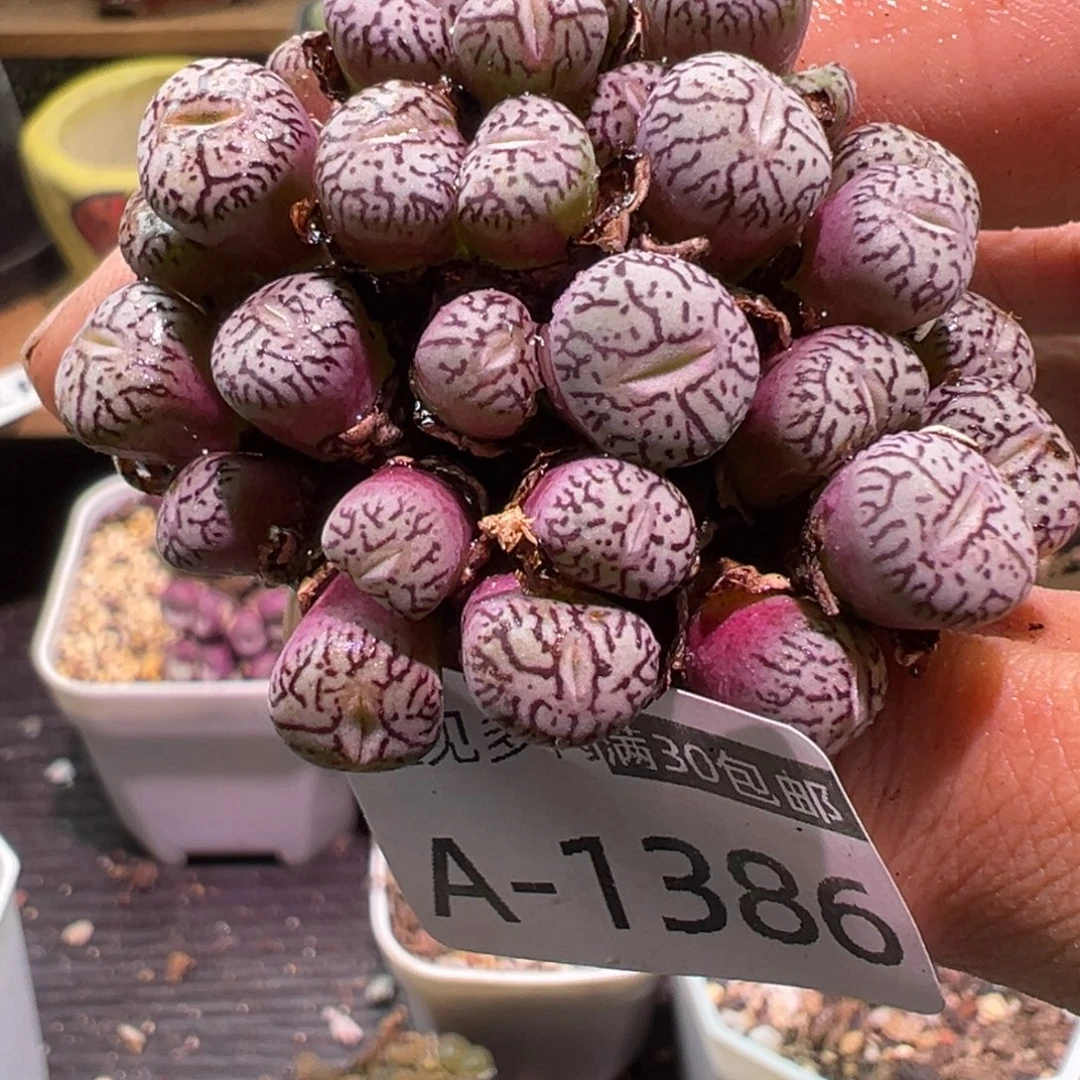 多肉植物11111111111