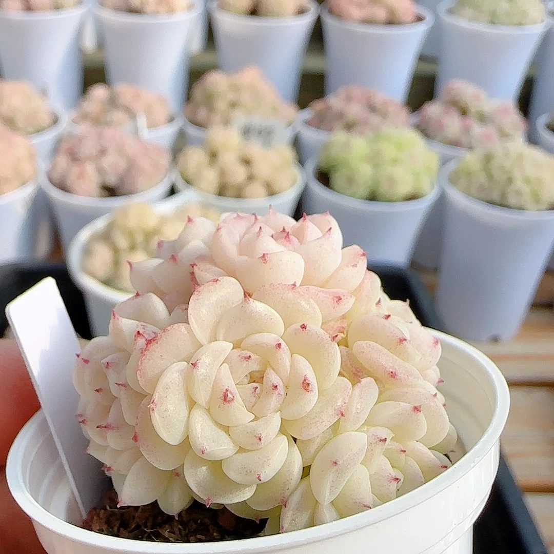 0102-67（xx-54）优选