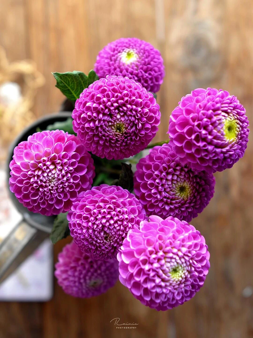 【卡夫卡】进口大丽花多年生盆栽地栽整坨