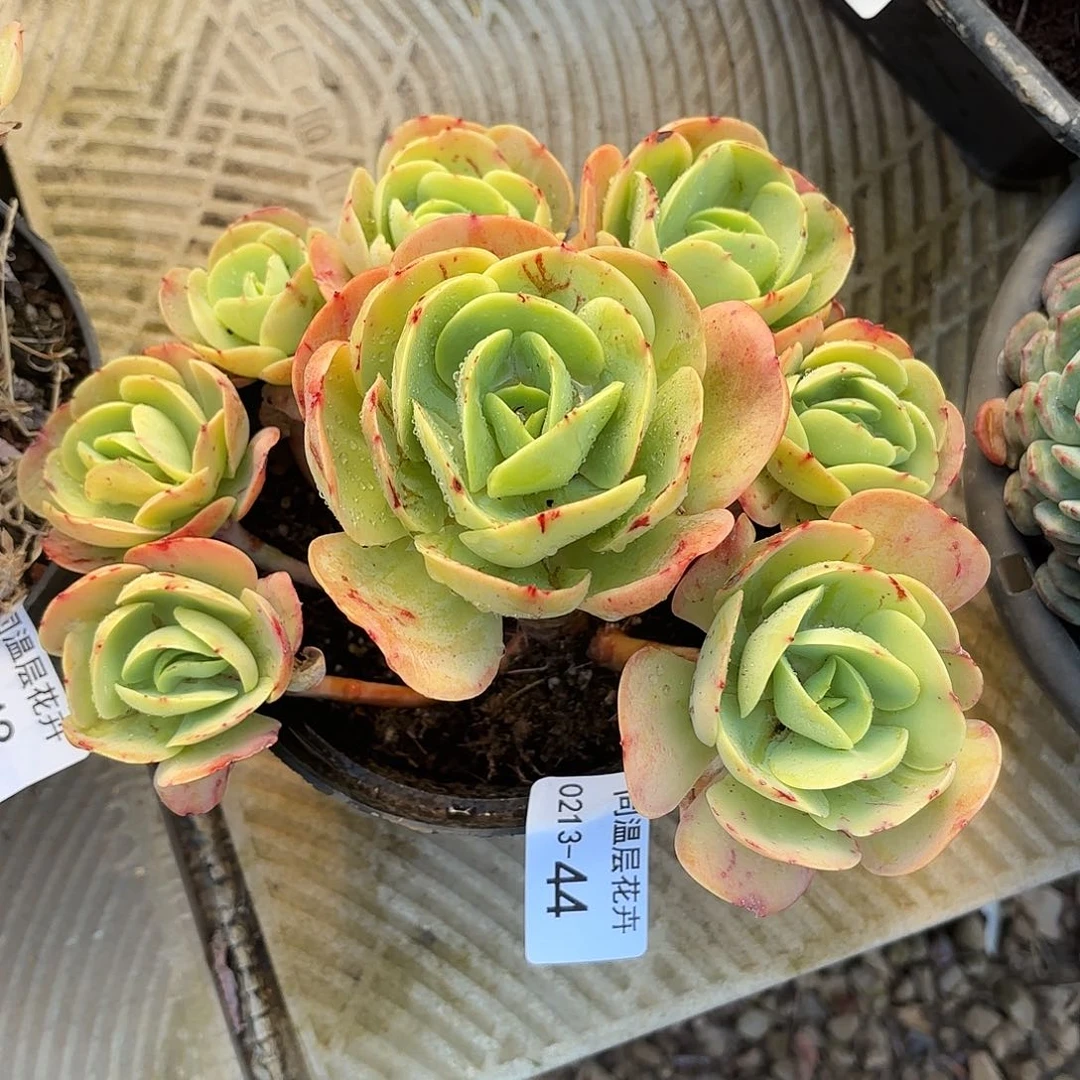 同温层多肉44碧桃