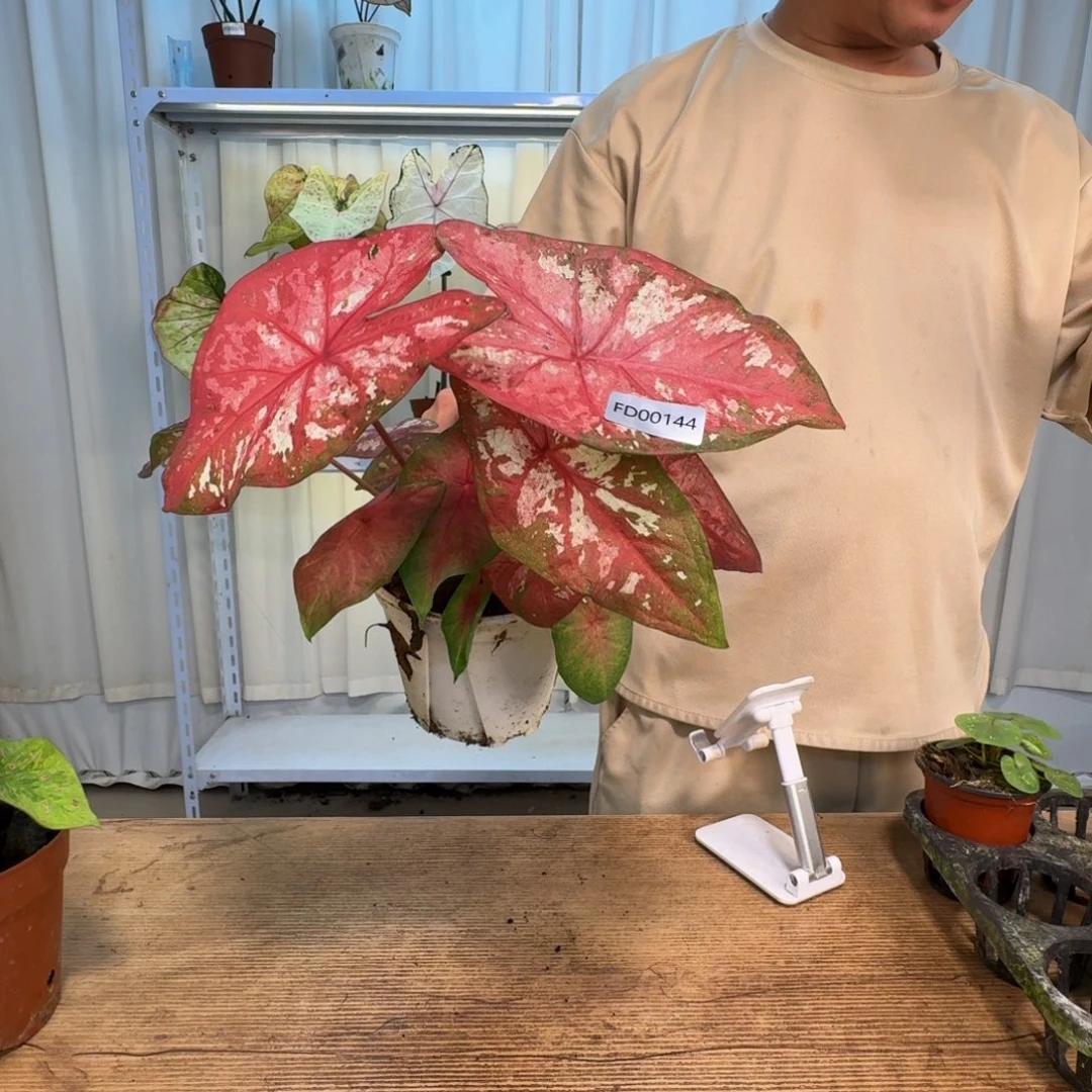 无花朵如胭    00114