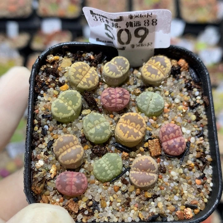 zzz精品生石花509小彩芽