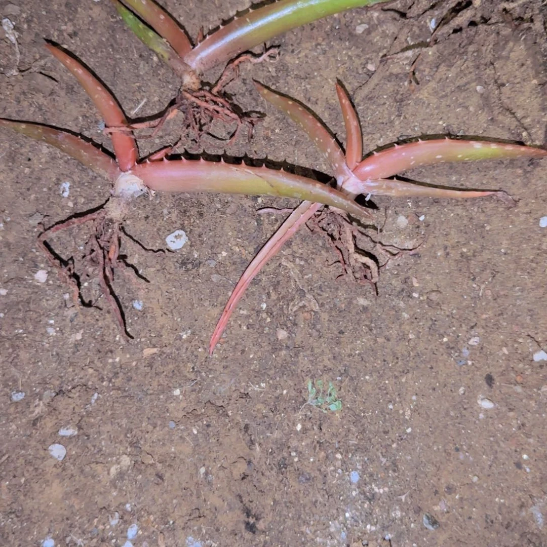 M***n块根植物块根植物