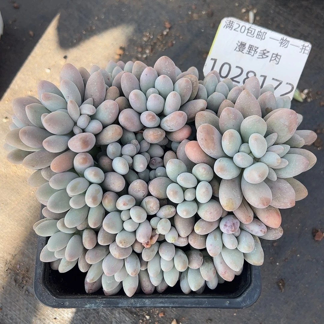 1028172 粉色恋人群生无砍多头