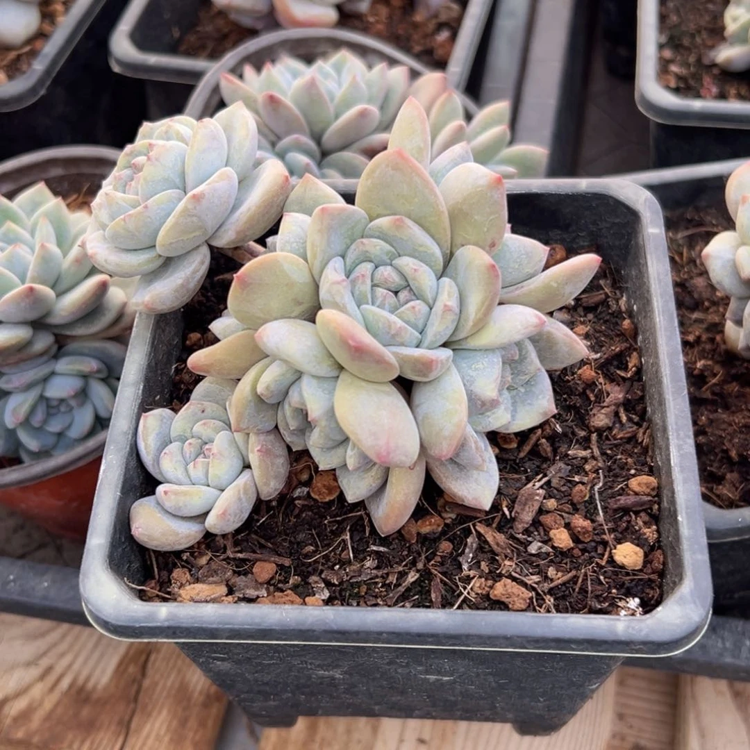 龙*豆新年快乐 新年快乐