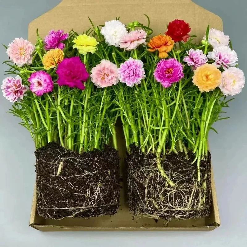 【重瓣耐热】好养活混色太阳花带花苞带根带土阳台庭院绿植花卉基地