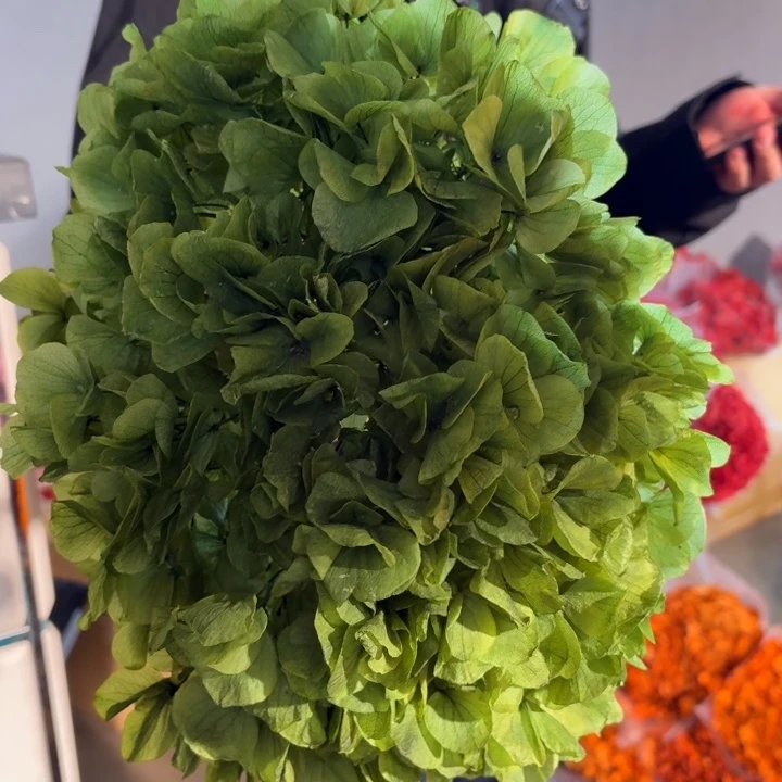 漂色永生大叶绣球1枝 豆沙绿